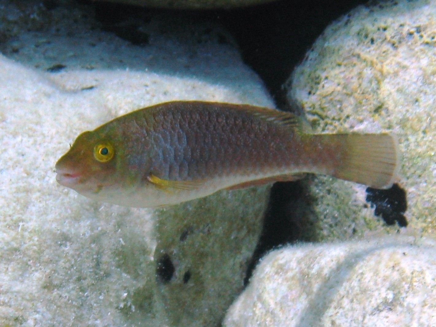 Sparisoma cretense (Pesce pappagallo mediterraneo)